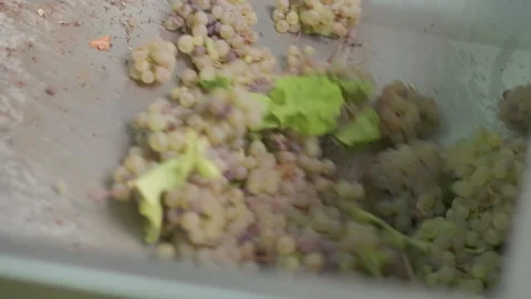 Grapes is pulled up from the plastic crate into wine press Stock Footage 141106644