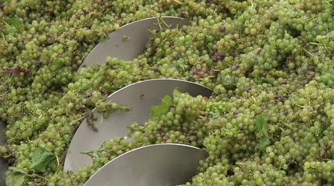 Grapes Pushed Along by an Auger Stock Footage 47476823
