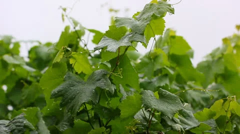 Grapes in the rain Stock Footage 24790120