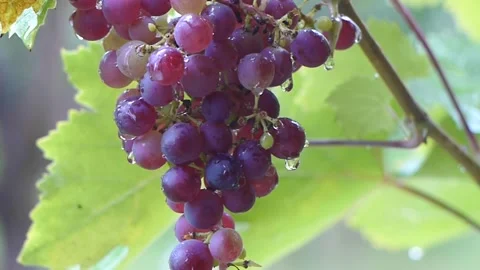 Grapes in the rain Stock Footage 245156659