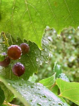 Grapes in the rain Stock Photos