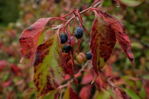 Grapes on with raindrops Stock-Fotos