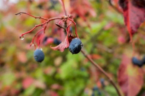Grapes on with raindrops Foto stock