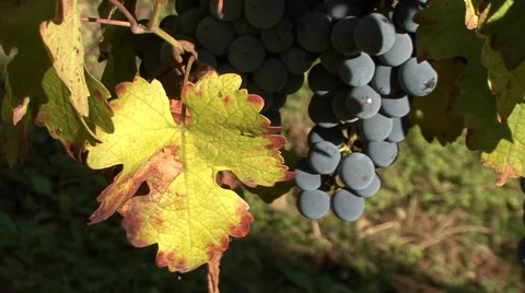 Grapes ready for harvest Stock-Footage 35626542
