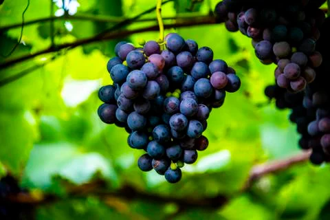 Grapes ready for harvest one Stock Photos