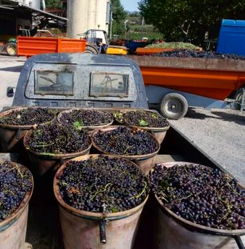 Grapes ready to unload Stock Photos