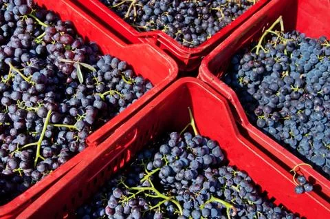 Grapes ready for wine Stock Photos