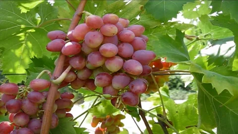 Grapes red Stock Footage 112993107