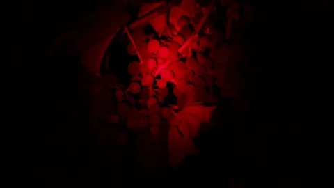 Grapes in red light Stock Footage 83772867