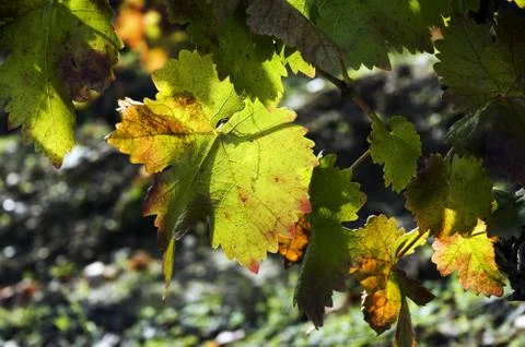 Grapes of Red Wine Stock Photos