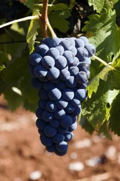 Grapes of Red Wine Stock Photos