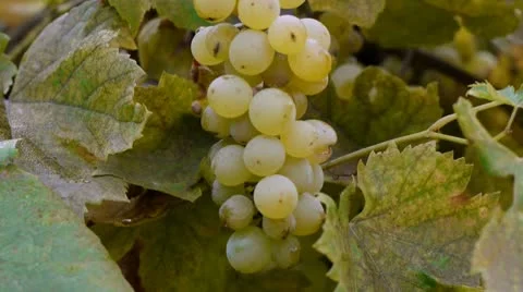 Grapes removed from vine 02 Stock Footage 8968138