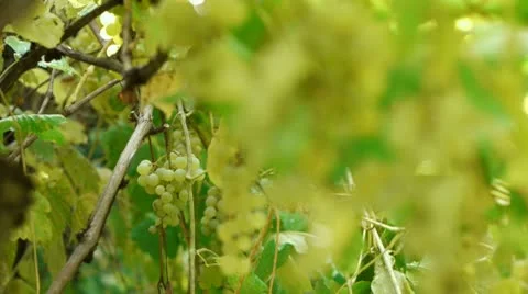 Grapes removed from vine Stock Footage 8968127