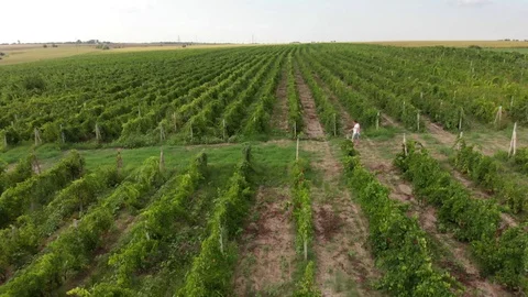 Grapes Reni Stock Footage 105603990