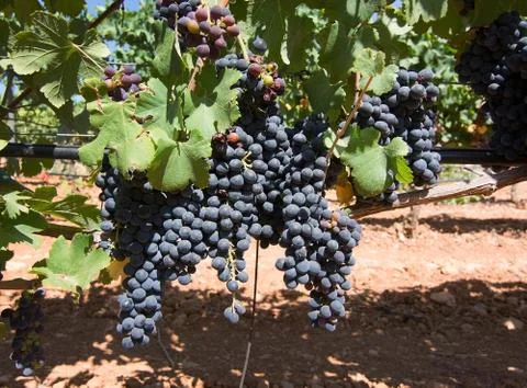 Grapes ripening Mallorca Stock Photos