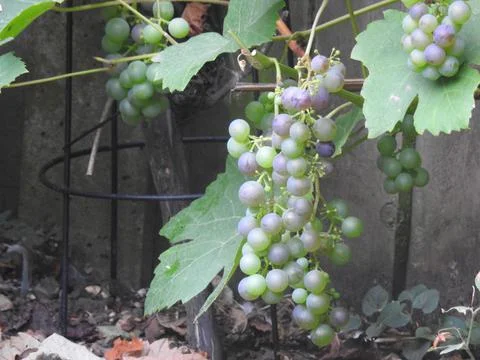 Grapes ripening Stock Photos