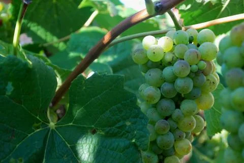 Grapes- Rizling Stock Photos