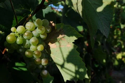 Grapes- Rizling Stock Photos