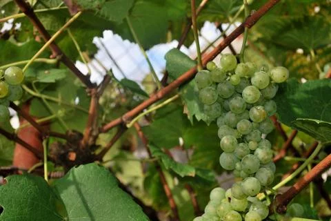 Grapes- Rizling Stock Photos