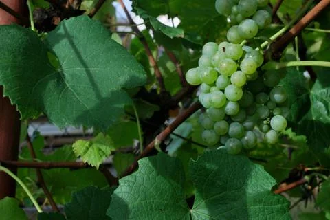 Grapes- Rizling Foto stock