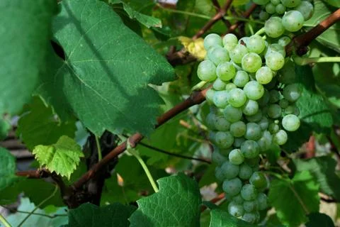 Grapes- Rizling Stock Photos