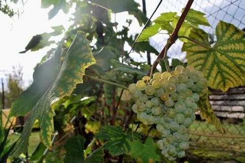Grapes- Rizling Stock Photos