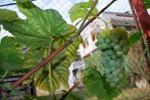 Grapes- Rizling Stock Photos