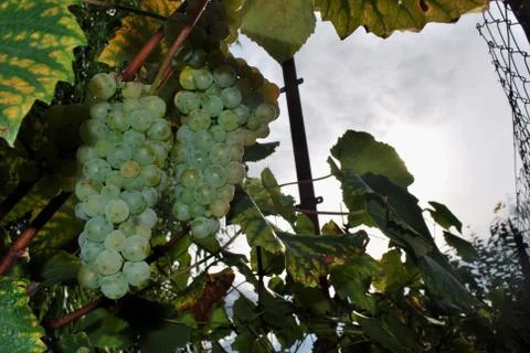 Grapes- Rizling Stock Photos