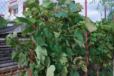 Grapes- Rizling Foto stock