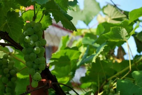 Grapes- Rizling Stock Photos