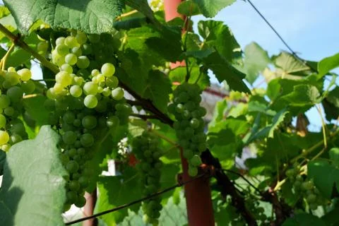 Grapes- Rizling Stock Photos