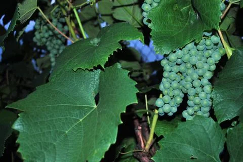 Grapes- Rizling Stock Photos