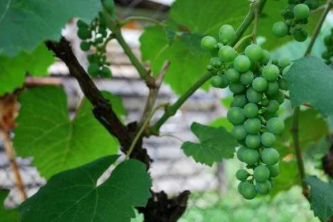 Grapes- Rizling Stock Photos