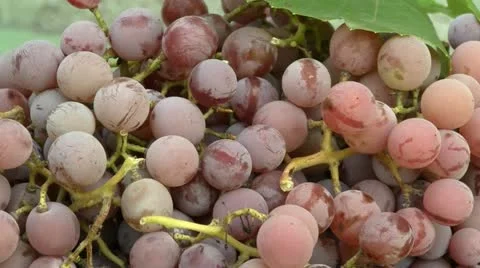 Grapes rotating Stock Footage 12100946