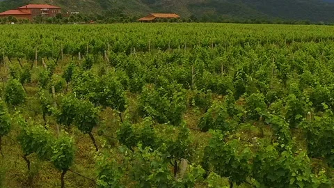 Grapes rows on green plantation in mountain valley, winemaking agriculture Stock Footage 90354580