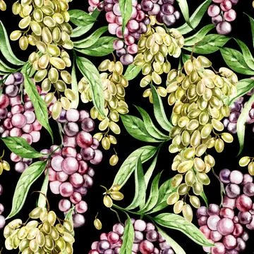 Grapes seamless patterns on black background, watercolor illustration 스톡 일러스트