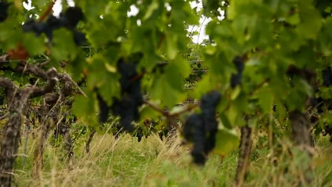 Grapes in september Stock Footage 96100170