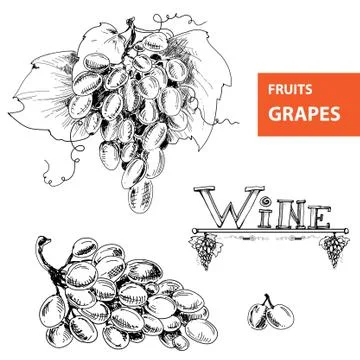 Grapes. Set of illustration Stock Illustration