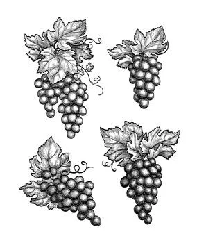 Grapes set ink sketch. Stock Illustration