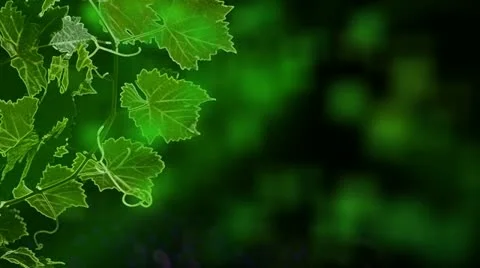 Grapes Shine Stock-Footage 20626195