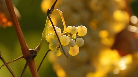Grapes shine from the sun. Stock Footage 127321725