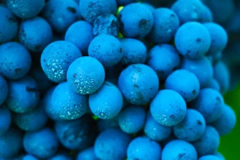 Grapes shot very close Stock Photos