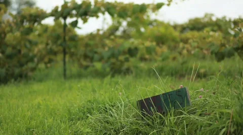 Grapes Sign 動画素材 594592