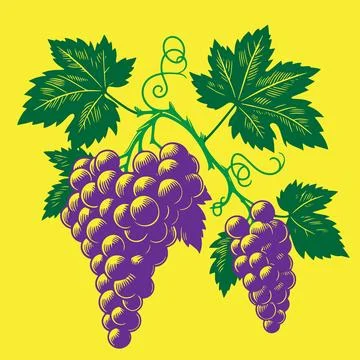 Grapes Silhouette Vector Illustration on White Background. Stock Illustration