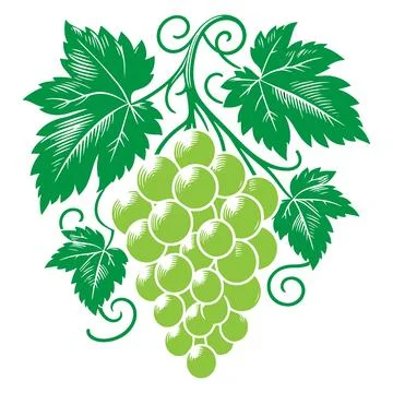 Grapes Silhouette Vector Illustration on White Background. Stock Illustration