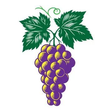 Grapes Silhouette Vector Illustration on White Background. Stock Illustration