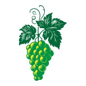 Grapes Silhouette Vector Illustration on White Background. Illustrazione stock