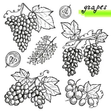 Grapes sketches, design elements for cards, invitations, scrapbook, print Illustrazione stock