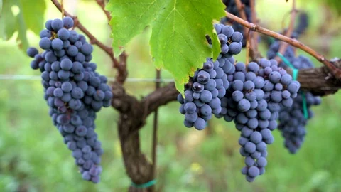 Grapes in slow motion movement Video stock 116661317