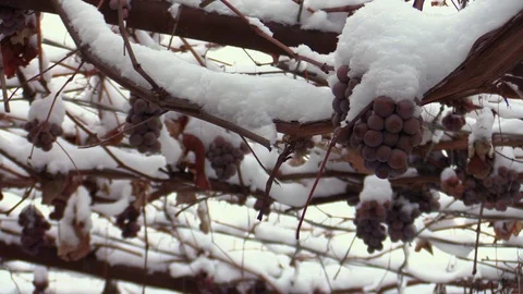Grapes in the snow Stock Footage 71362026